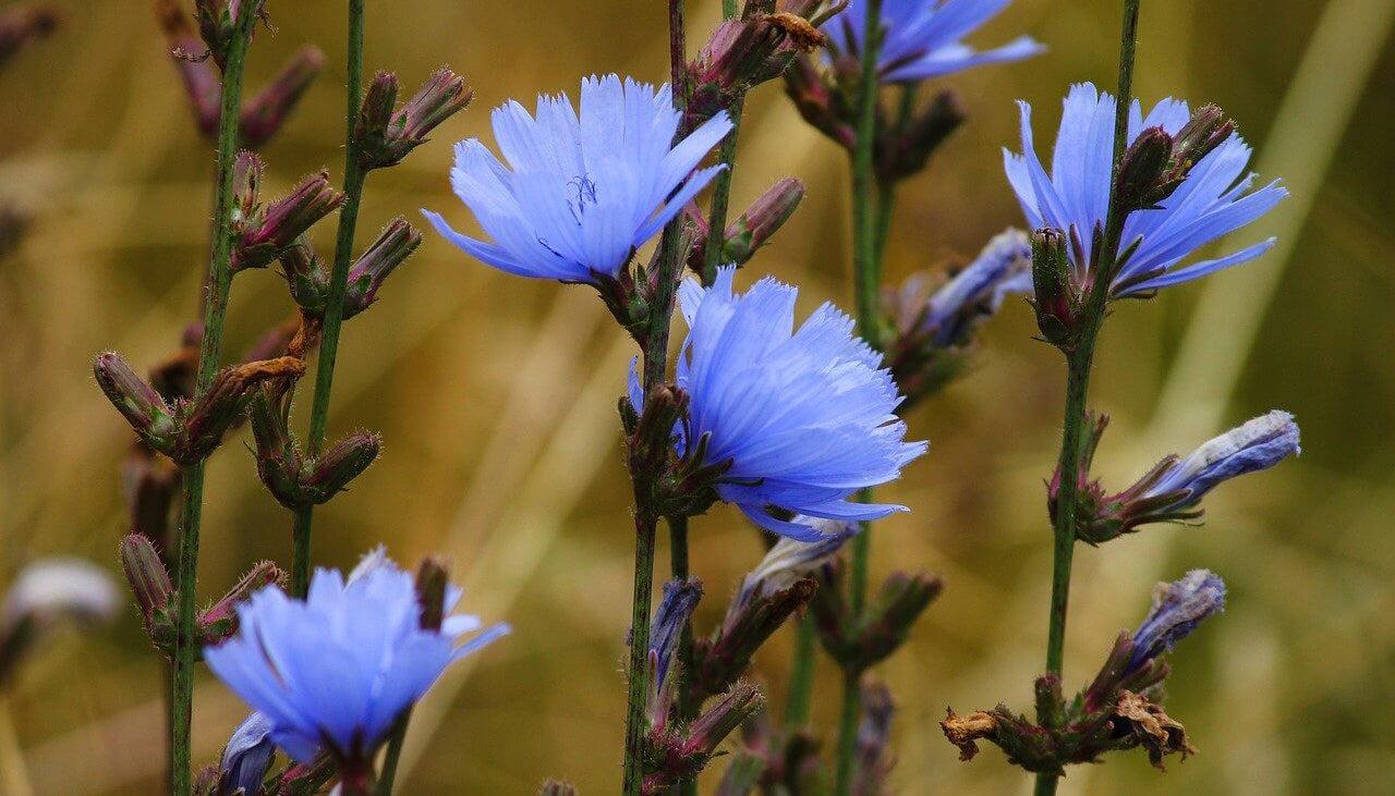 The ‘Miracle’ Blue Flower That Can Boost Your Dog’s Gut Health!
