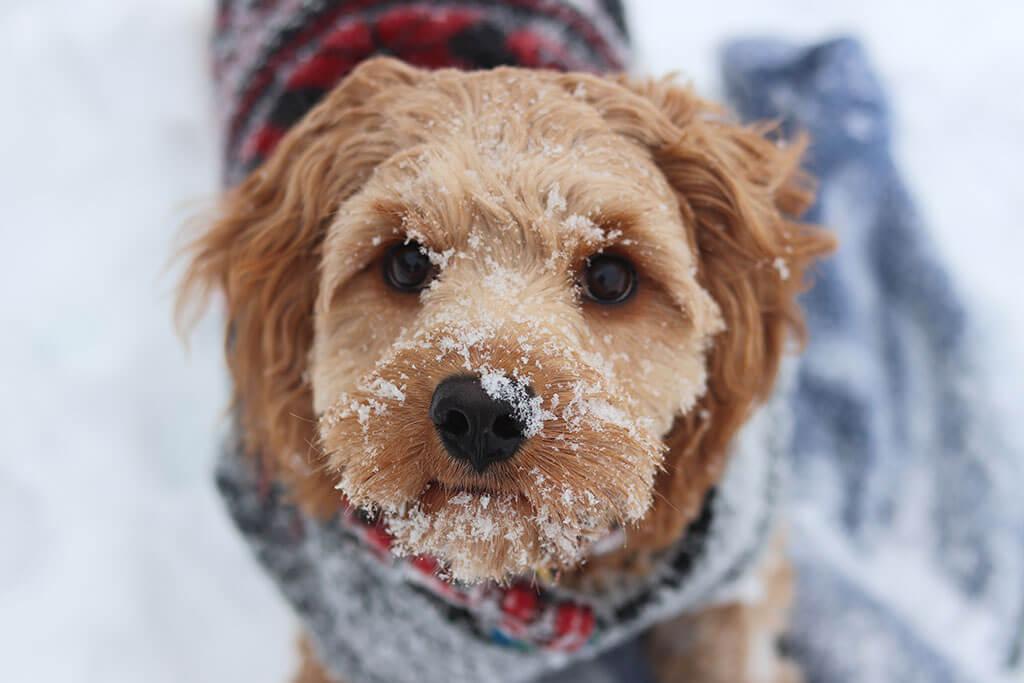 My Dog Hates The Cold! Here’s What To Do…