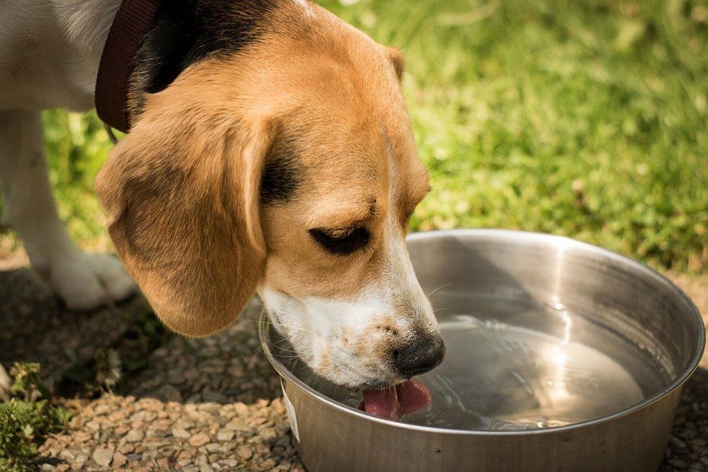 Dog Drinking Water: What’s Too Much & What’s Too Little?