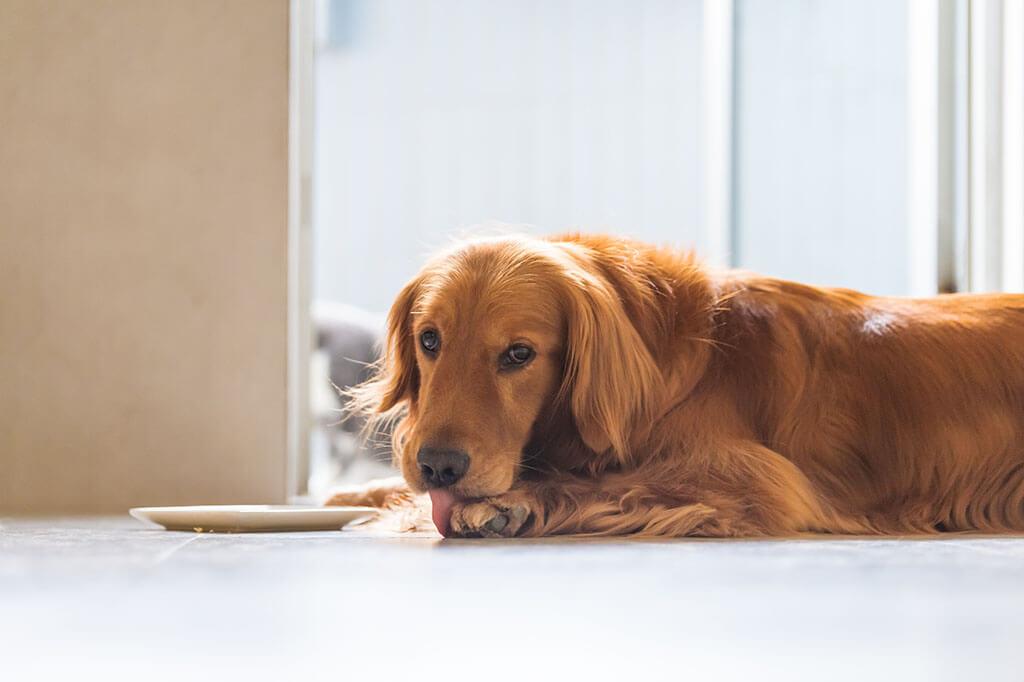Why Do Dogs Lick Their Paws? Understanding the Causes and Solutions