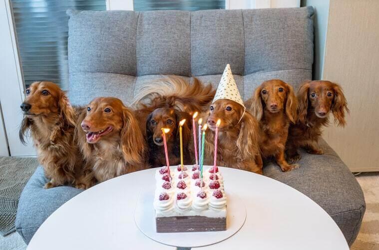 How to Make the Perfect Birthday Cake for Your Dog!