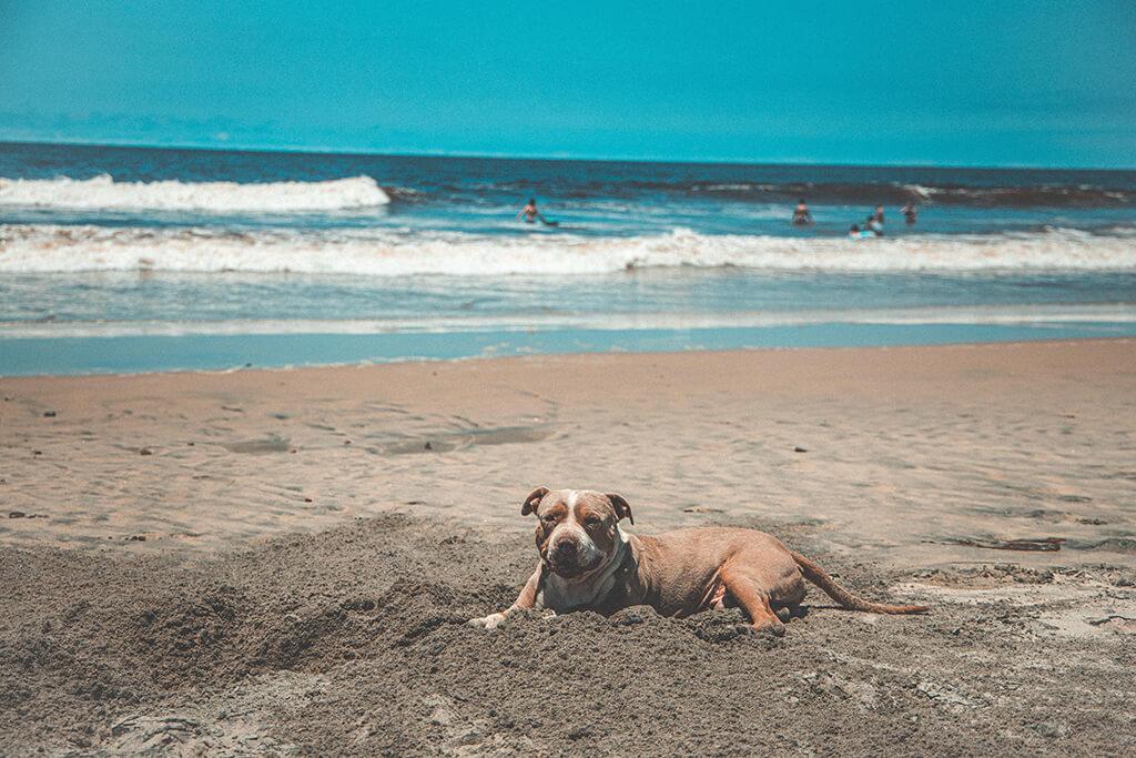 Dog Eating Sand? Here’s What To Do…