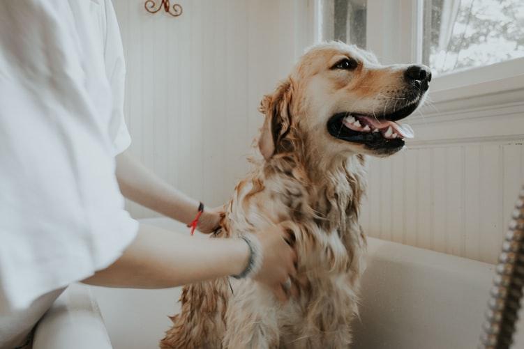 Clean Dog: 5 Essential Dog Hygiene Tips For Pet Owners