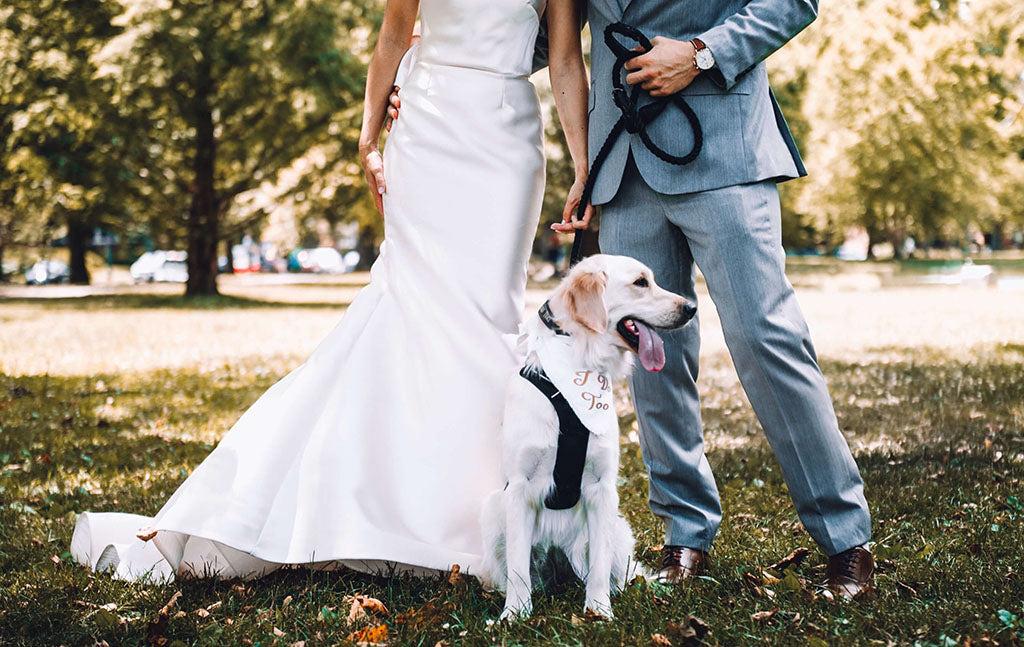 Dogs At Weddings: How to Include Your Pup in Your Big Day