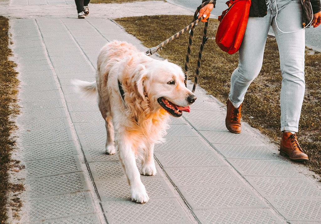 Dog Walks: How To Get The Most Out Of Them