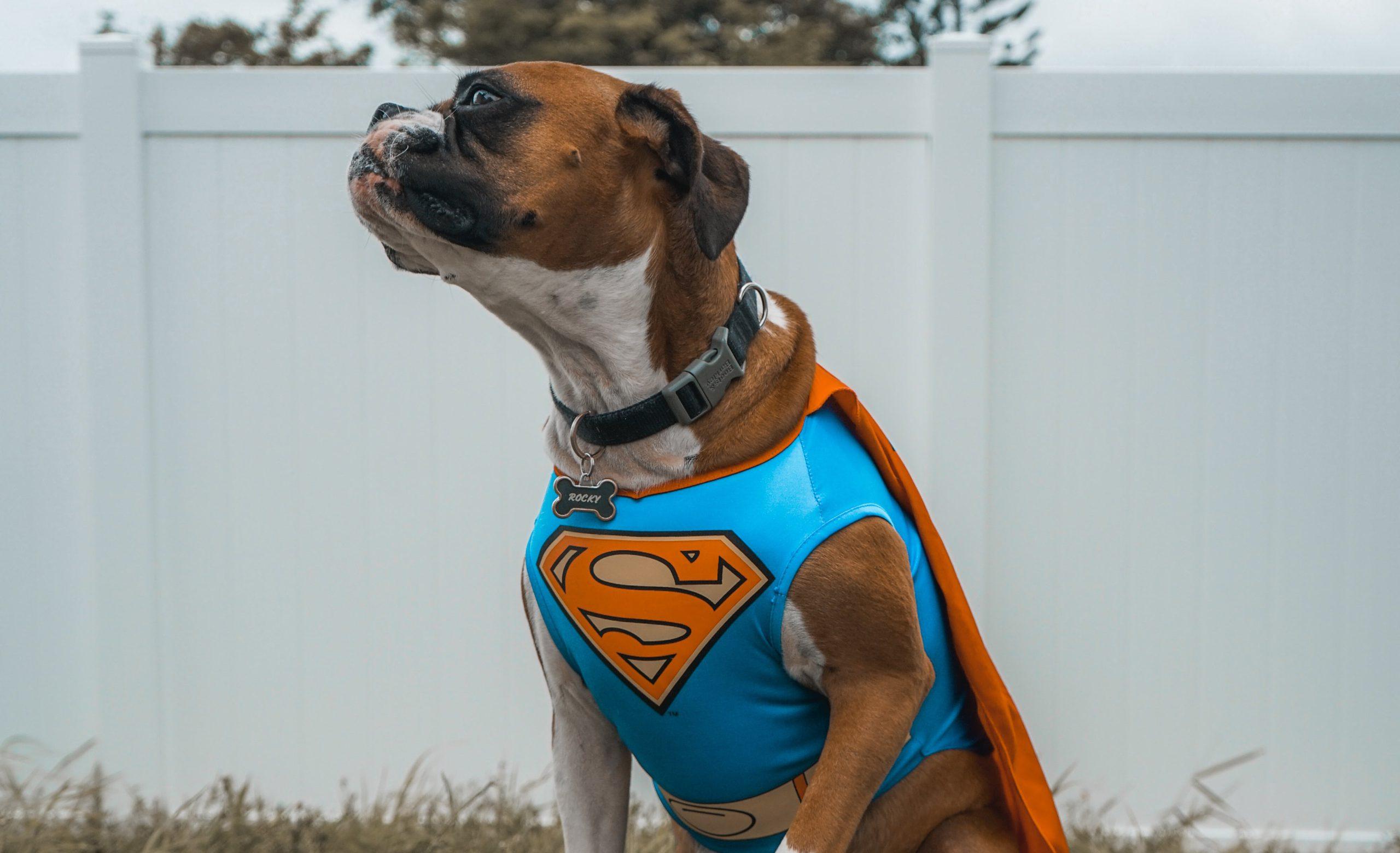 Meet Our Petlab Co. Joint Care Heroes