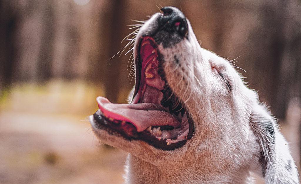 Why Does My Dog’s Breath Smell Like Fish?