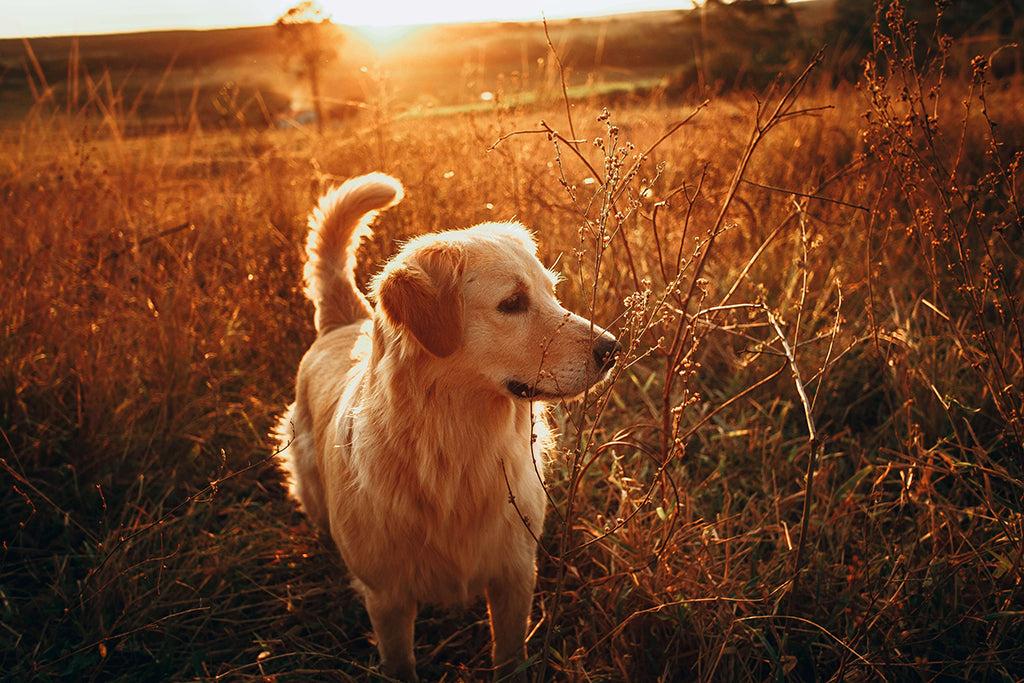 Omega For Dogs: Why Do Dogs Need Omega Oils?