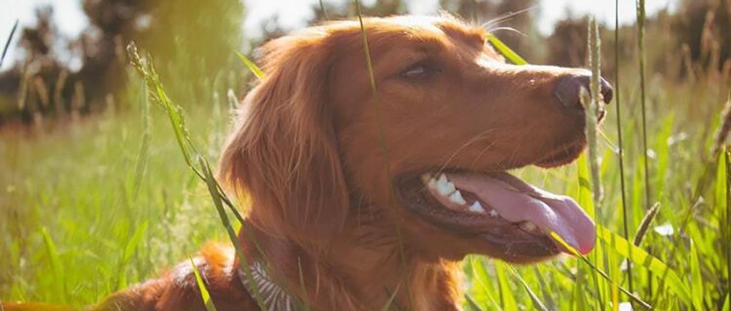 Hemp Oil for Dogs: The Benefits May Surprise You!