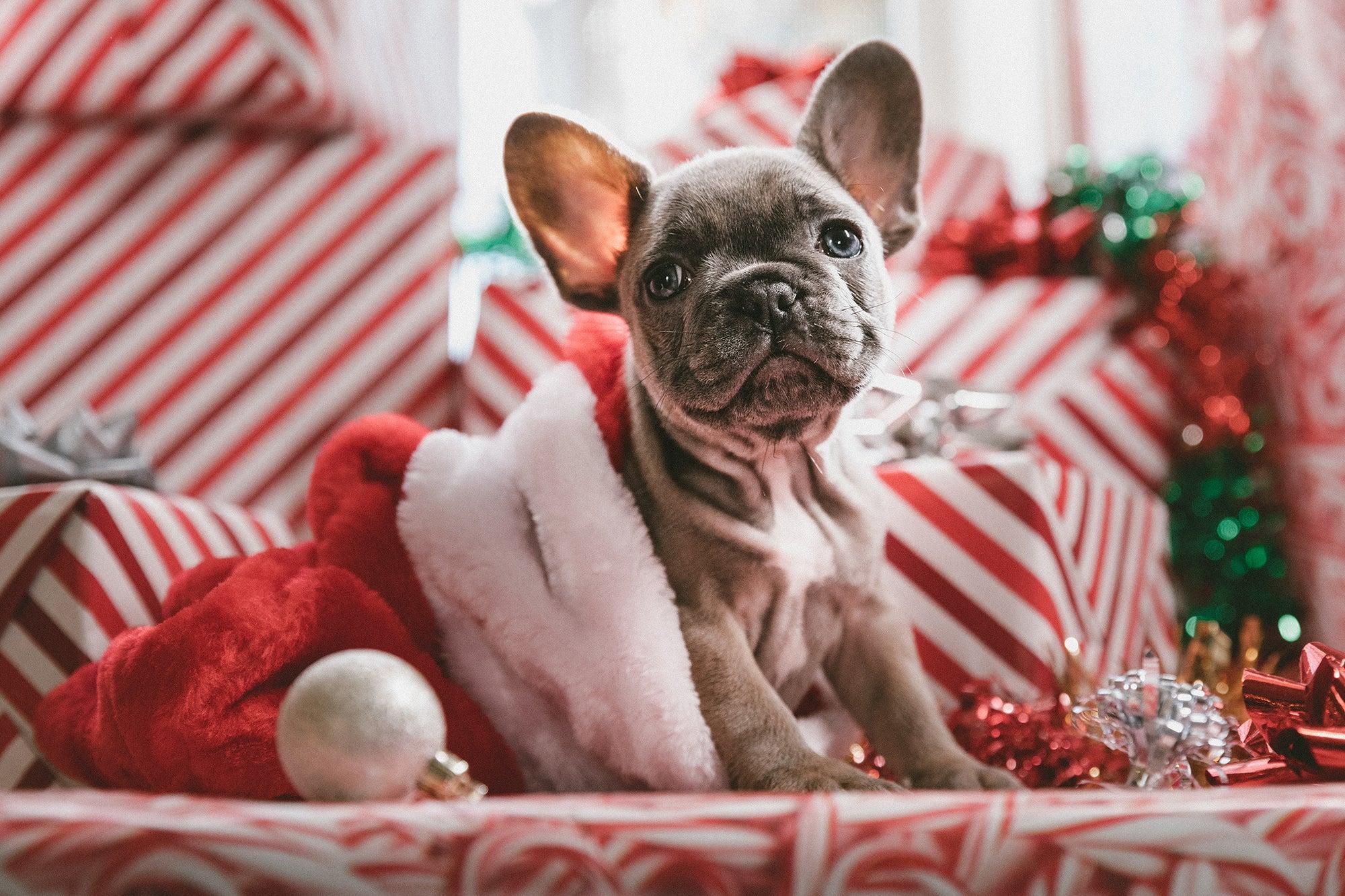 6 Delicious Homemade Christmas Dog Treats For Your Pup!