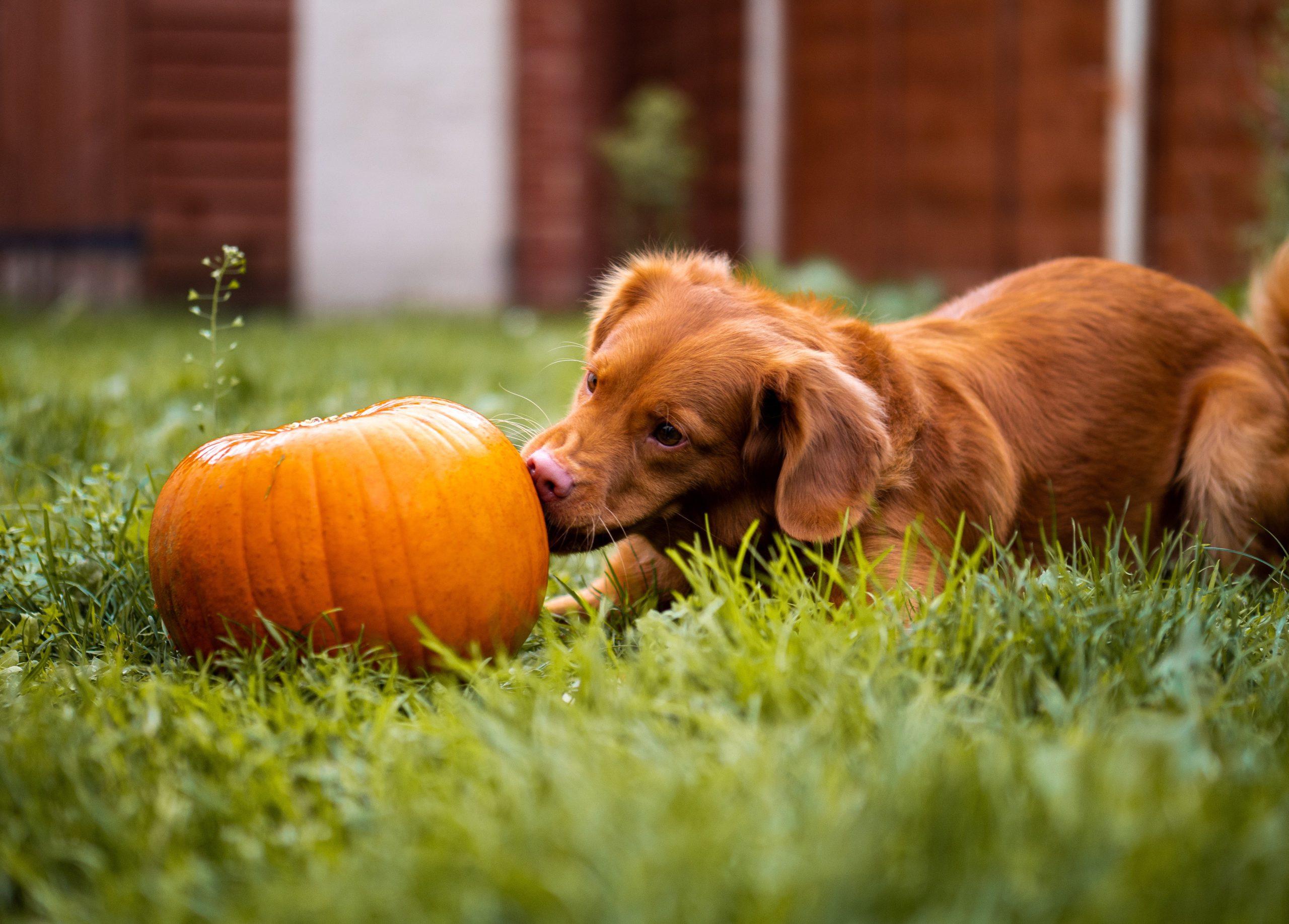 5 Halloween Safety Tips For Your Dog