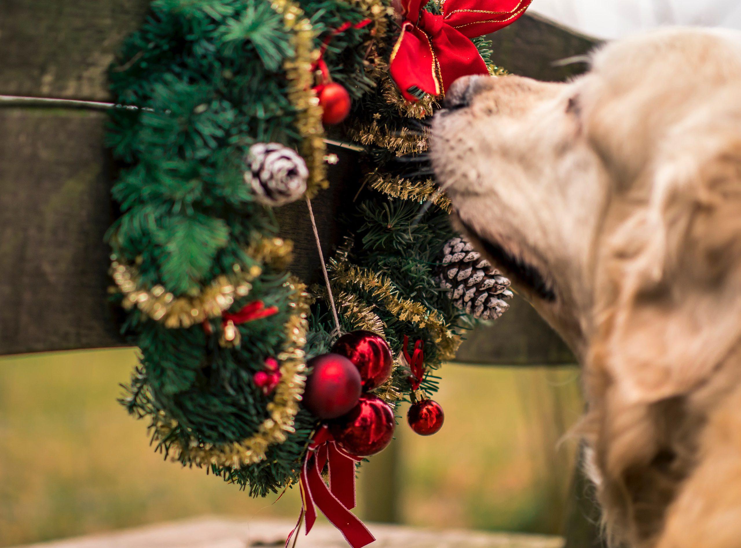 10 Thoughtful Ways To Prepare Your Dog For Christmas