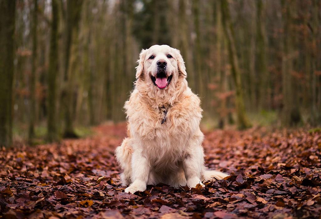 Dog Gut Health: 5 Reasons Why It Matters