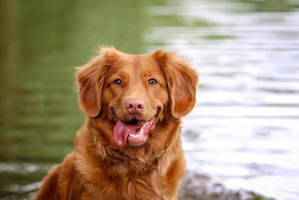 Common Types of Dog Breathing Problems and What to Do