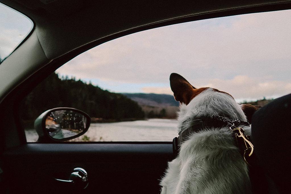 Dog Car Safety: What You Need To Know