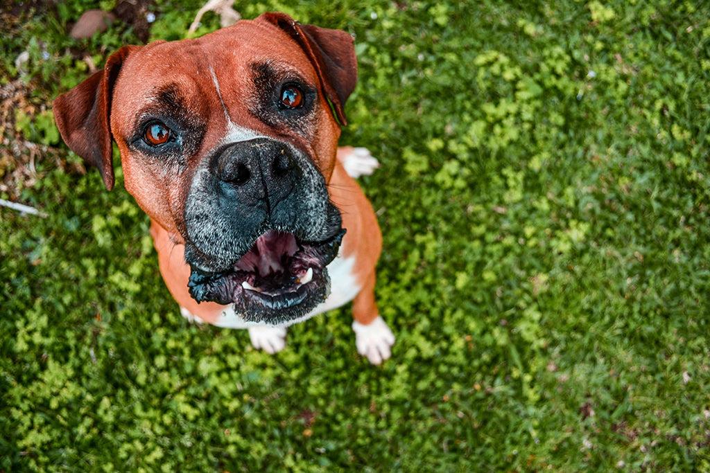 Folliculitis In Dogs: Symptoms, Treatment & Prevention