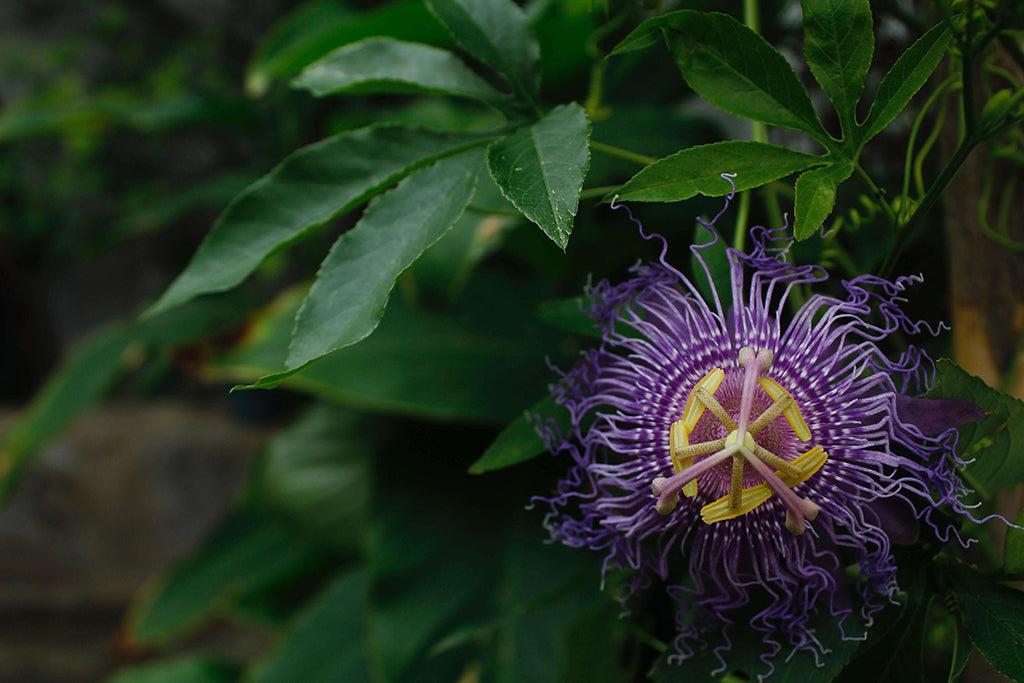 Passionflower For Dogs: What Are The Benefits?