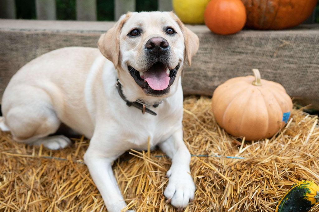 How To Make A Pumpkin Spice Latte For Dogs
