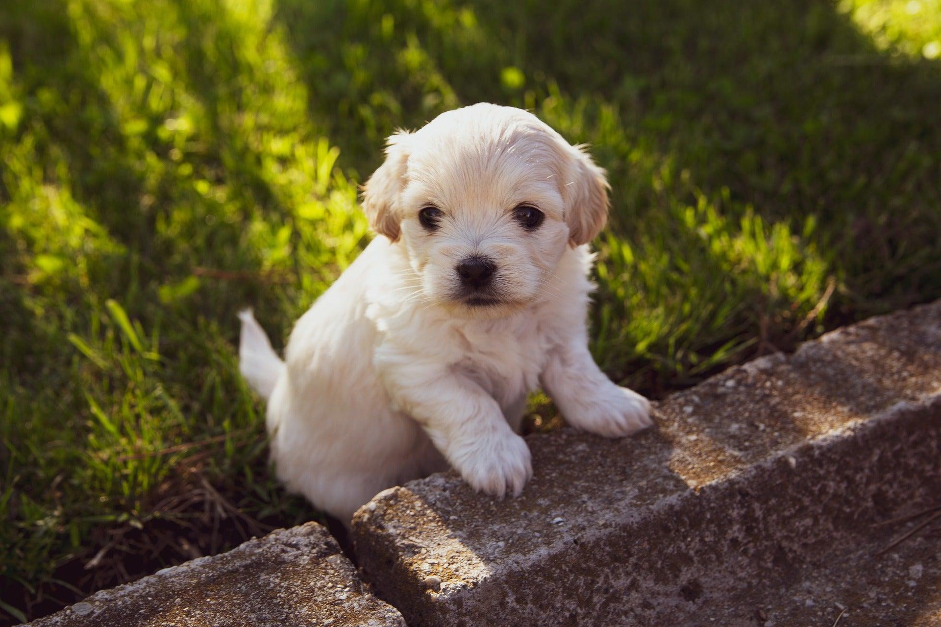 Bringing Home A New Puppy: 7 Things To Remember