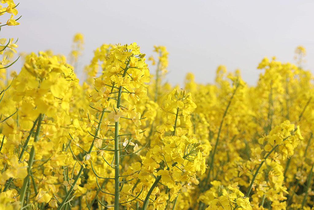 Dogs & Rapeseed
