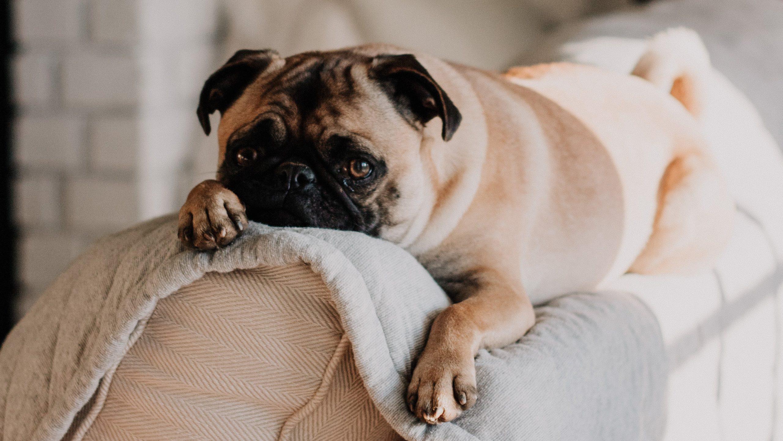 5 Simple Tips To Help Calm Stressed Dogs
