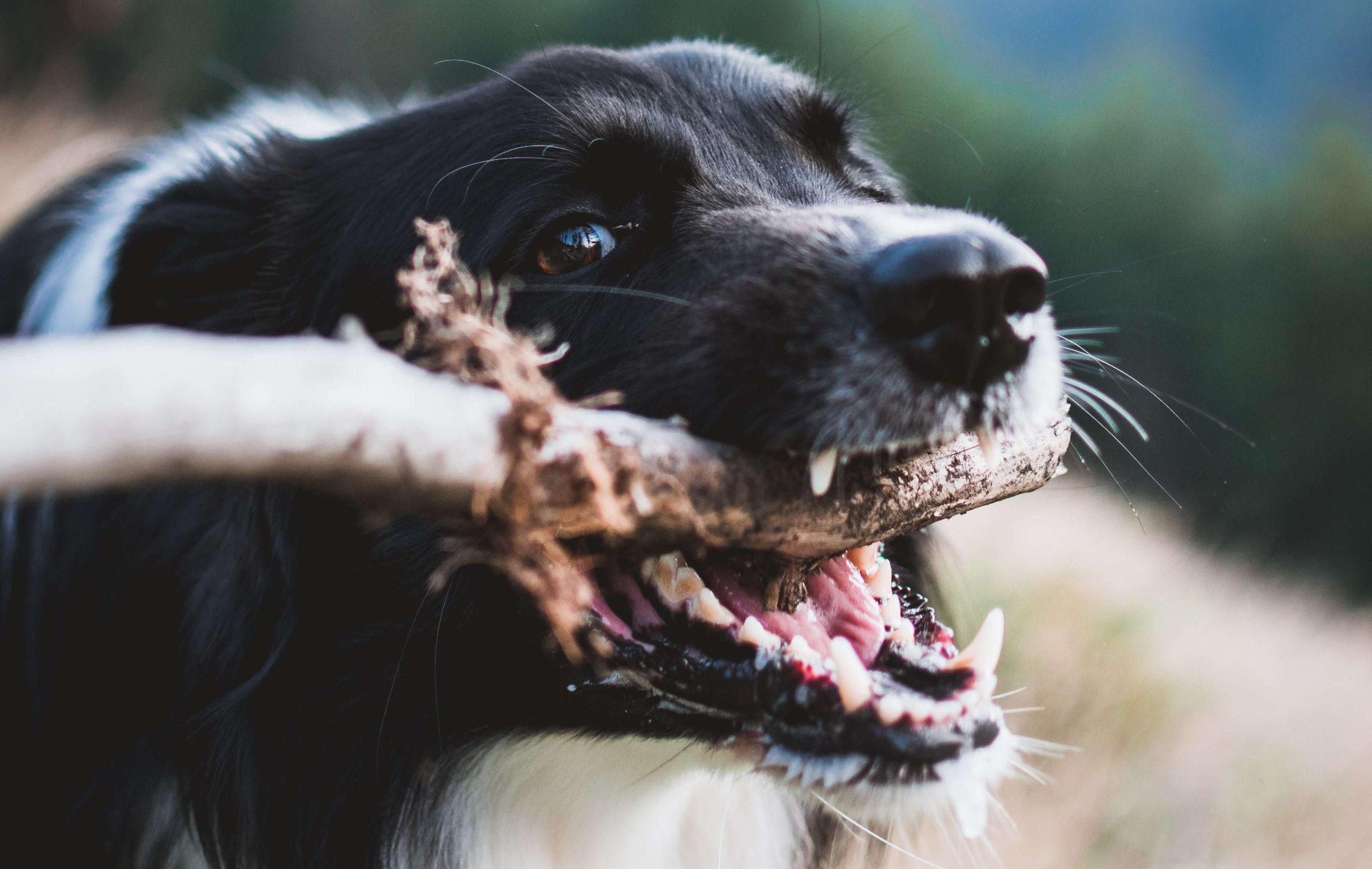Why Do Dogs Chew Sticks?