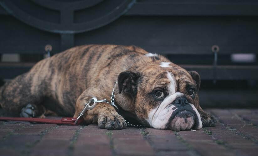 How To Help A Dog’s Upset Stomach