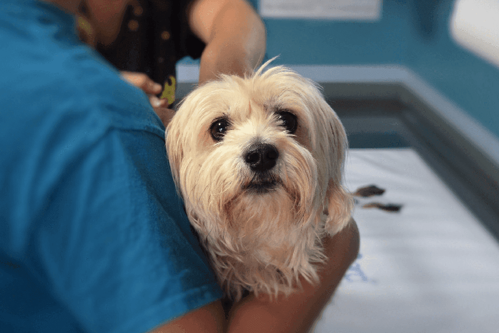 What Vaccines Do Dogs Need?