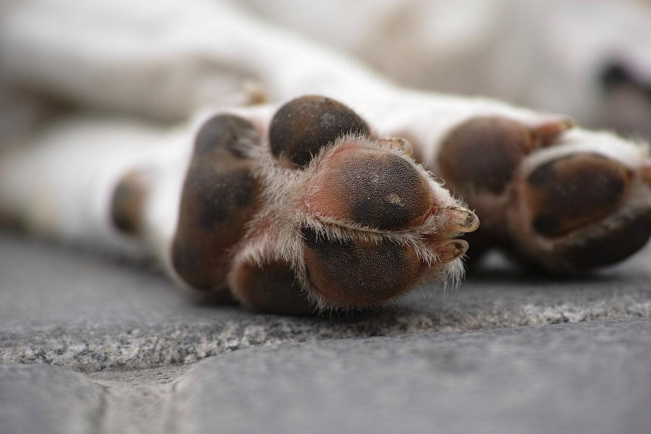 Dog Licking & Chewing Paws? It Could Be A Sign Of This Common Issue!