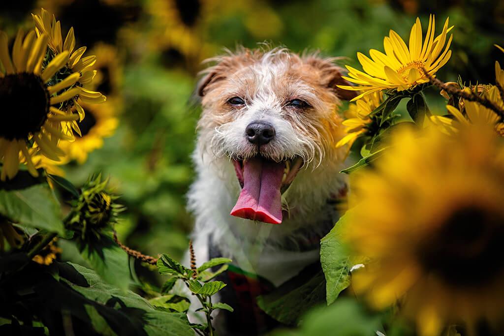 Sunflower Oil For Dogs