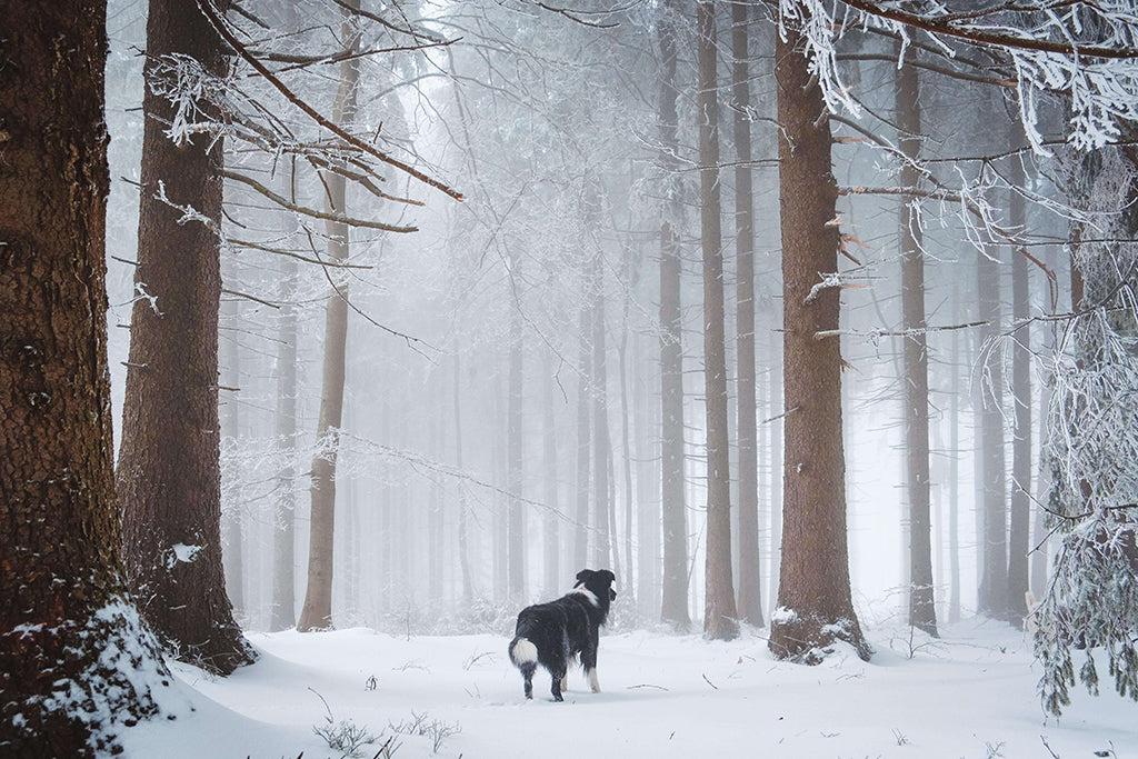 How To Keep Your Dog Safe During Winter
