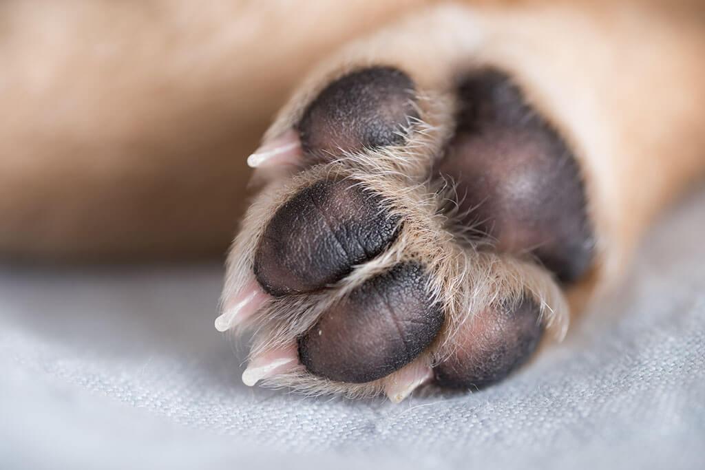 Pododermatitis In Dogs: From Symptoms To Treatment