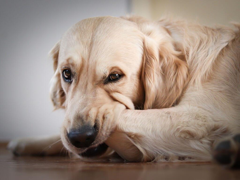 Is Your Dog Chewing Their Paws? Common Causes and Solutions