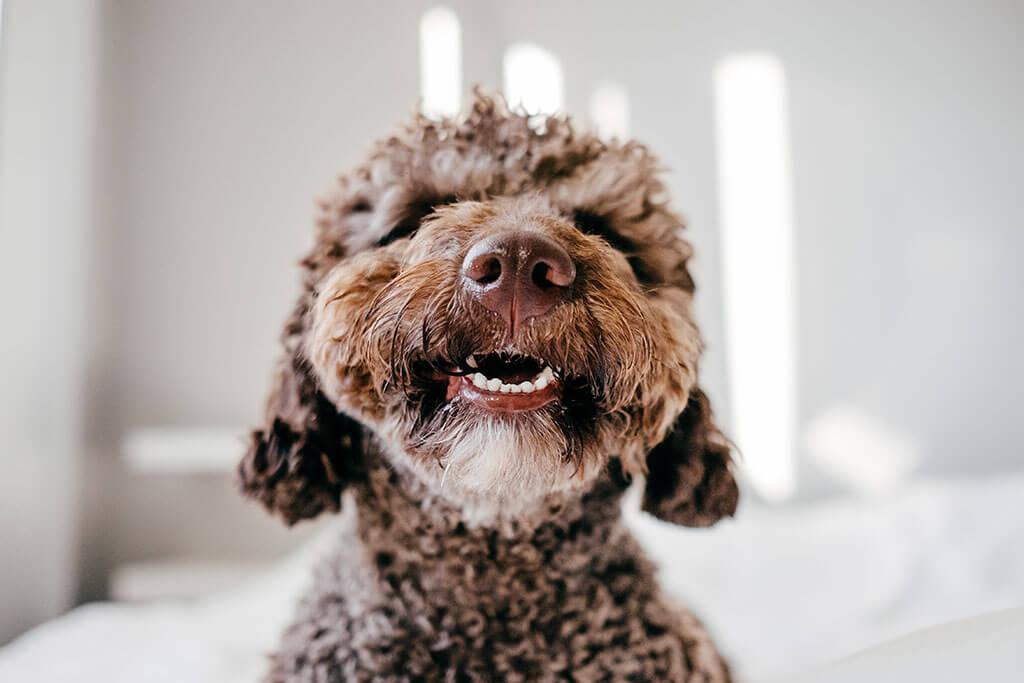 The Relationship Between Bacteria & Your Dog’s Dental Health