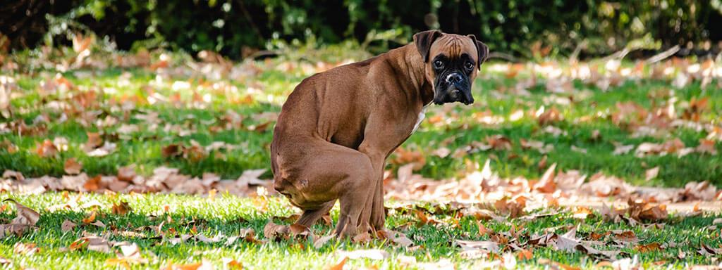 What Causes Constipation in Dogs?