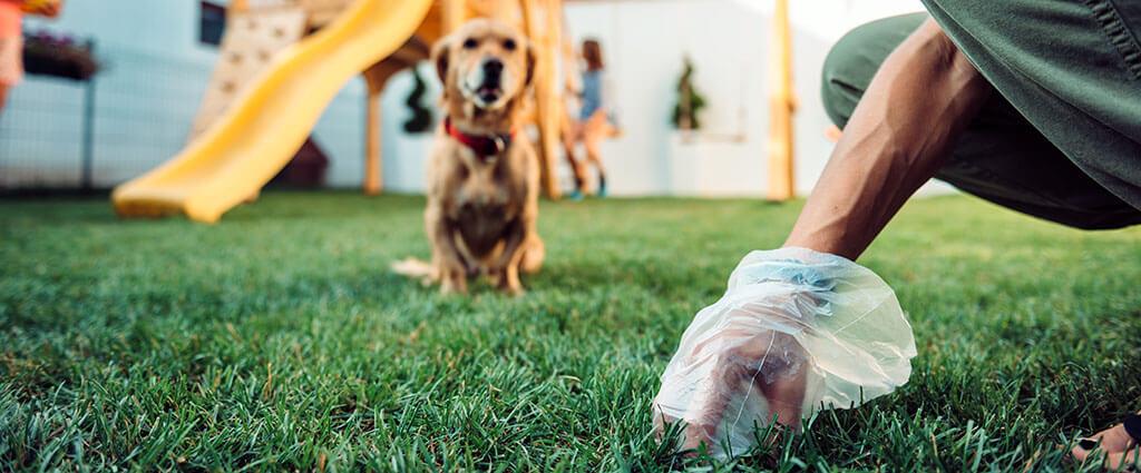 How To Check if Your Dog’s Poop is Healthy