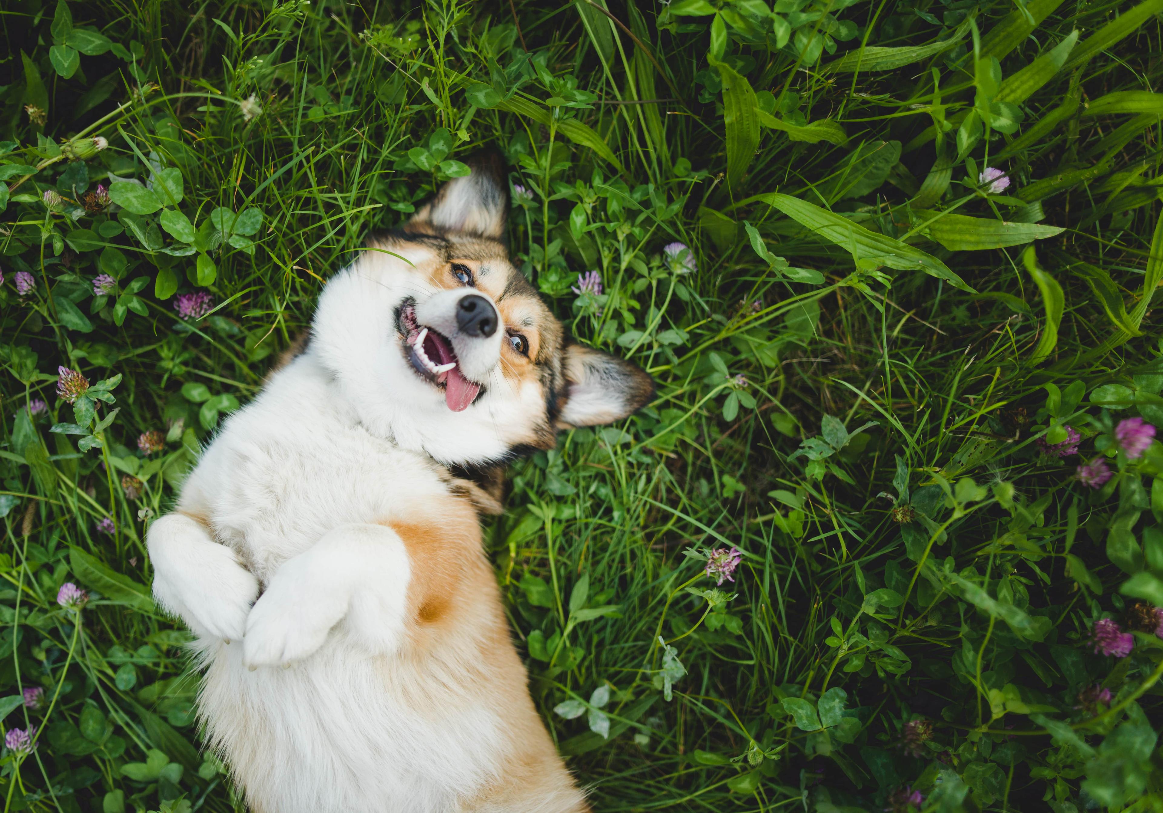 Could PetLab Co.’s Allergy & Immune Chews Be Beneficial for Your Dog? A Vet Weighs In