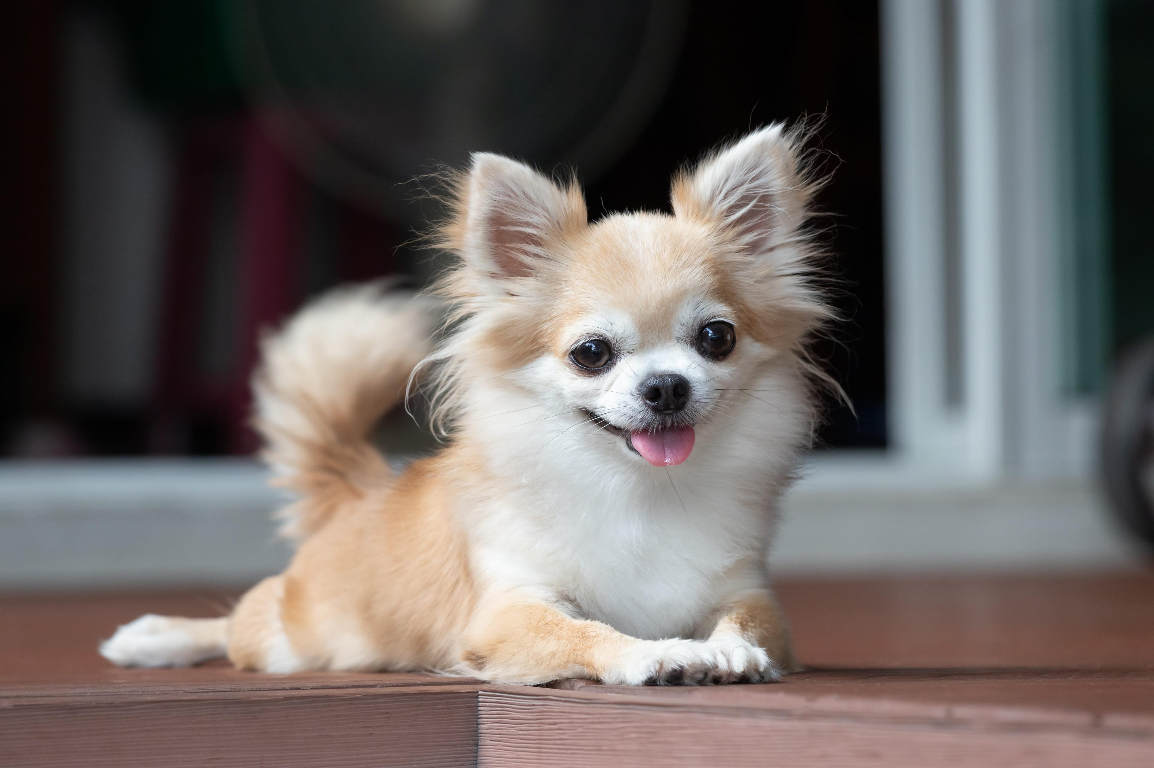 How to Support Dog Gut Health: 5 Helpful Tips From a Vet