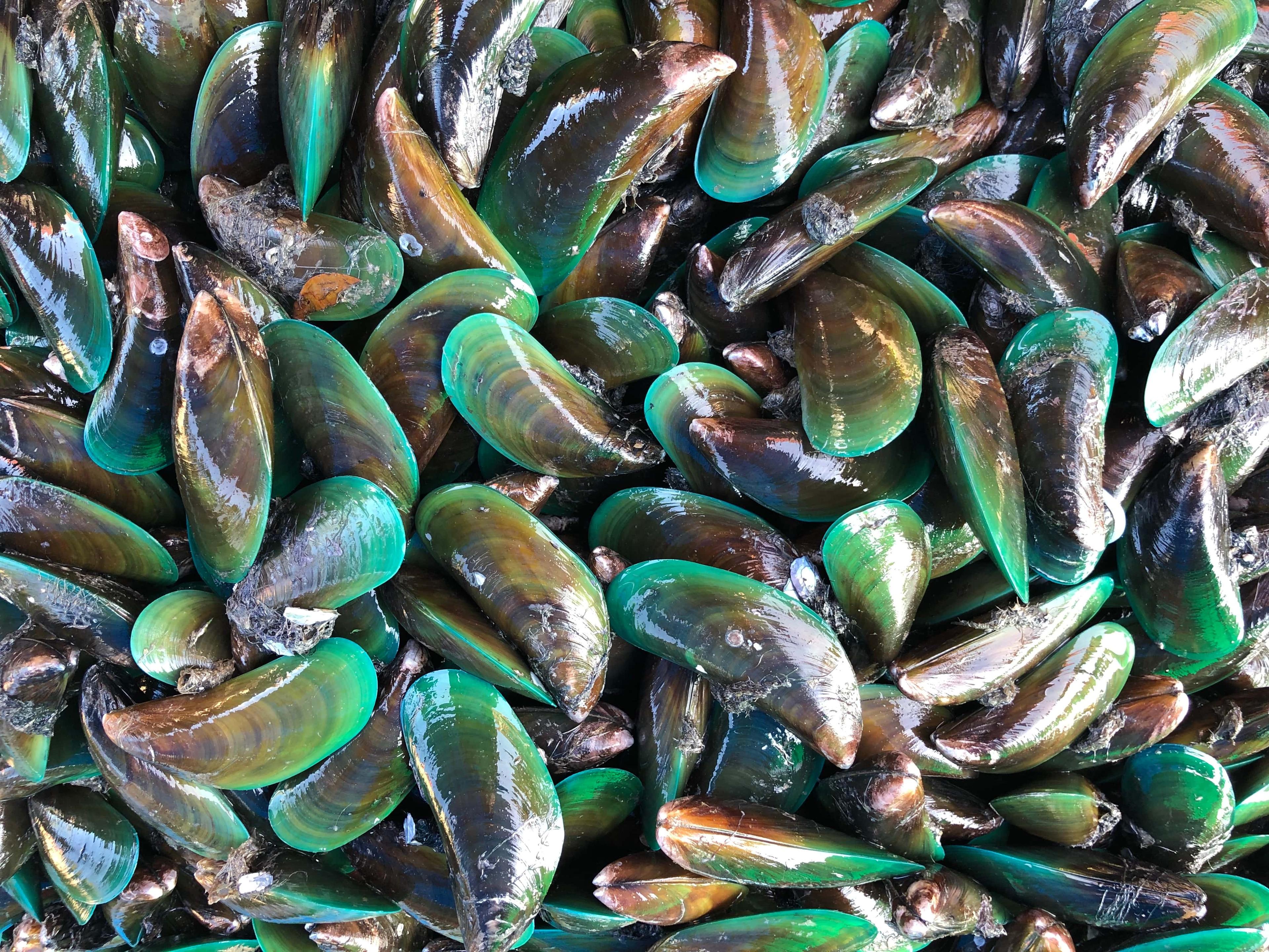 How To Choose A Green Lipped Mussel Supplement For Dogs