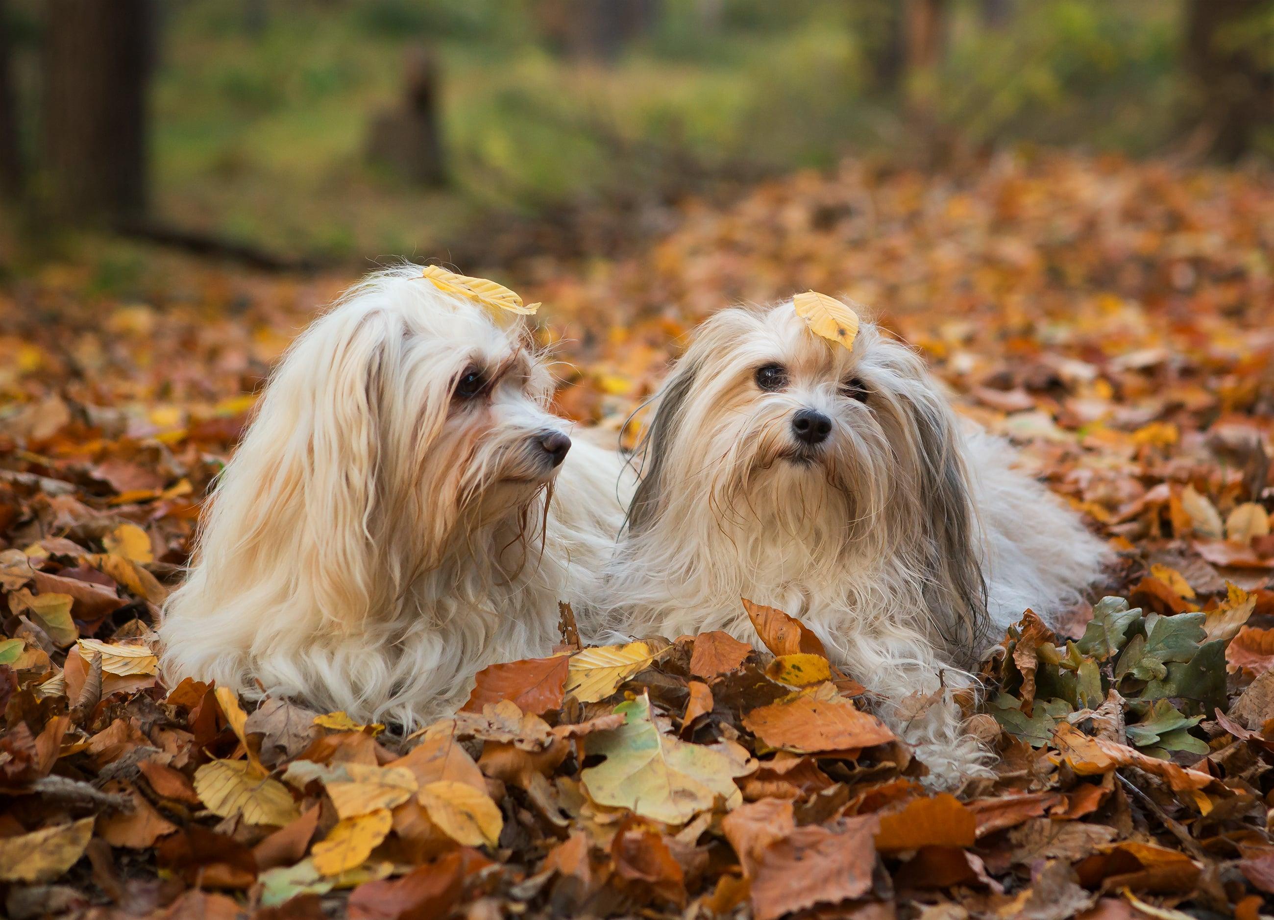 How To Help A Dog With Environmental Allergies: Advice From a Vet