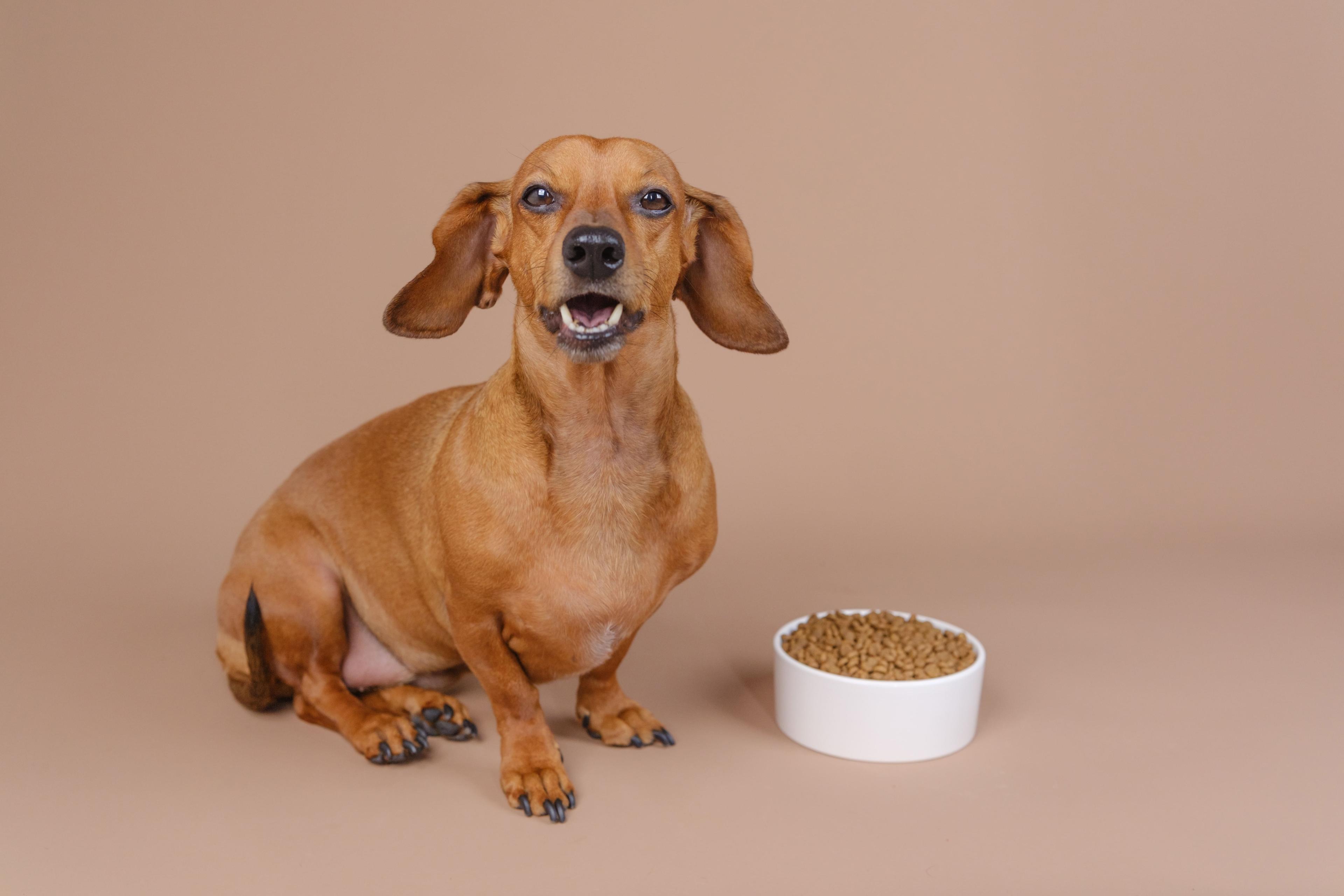 What Do Probiotics Do for Dogs?