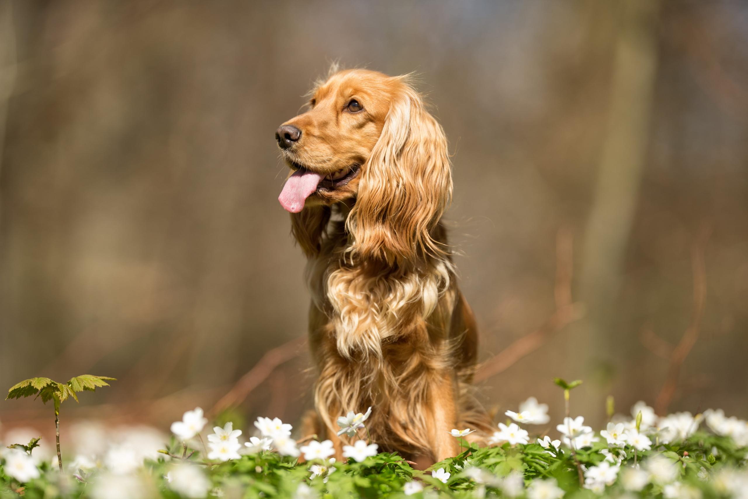 Will Probiotics Help My Dog? 10 Potential Dog Probiotic Benefits